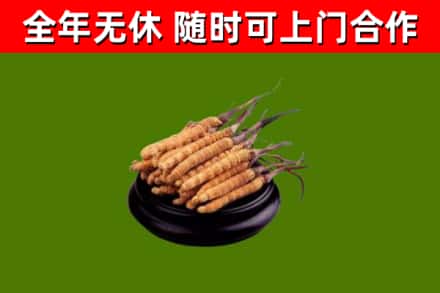 临颍县回收冬虫夏草